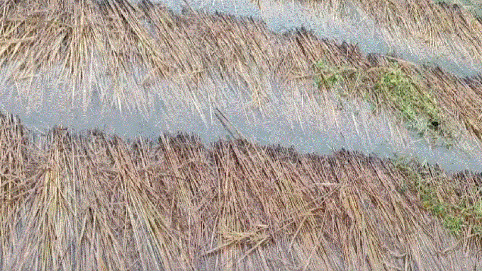 अविरल वर्षाले धानबालीमा क्षति भएपछि किसान चिन्तित अविरल वर्षाले धानबालीमा क्षति भएपछि किसान चिन्तित