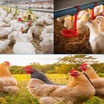 व्यावसायिक कुखुरापालनमा ८५ अर्बको उत्पादन बिक्री