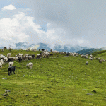 हावाहुरीसहित वर्षा–पहिरो र चट्याङका कारण १६ वटा भेडाबाख्रा मरे, ३८ बेपत्ता