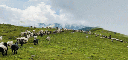 हावाहुरीसहित वर्षा–पहिरो र चट्याङका कारण १६ वटा भेडाबाख्रा मरे, ३८ बेपत्ता