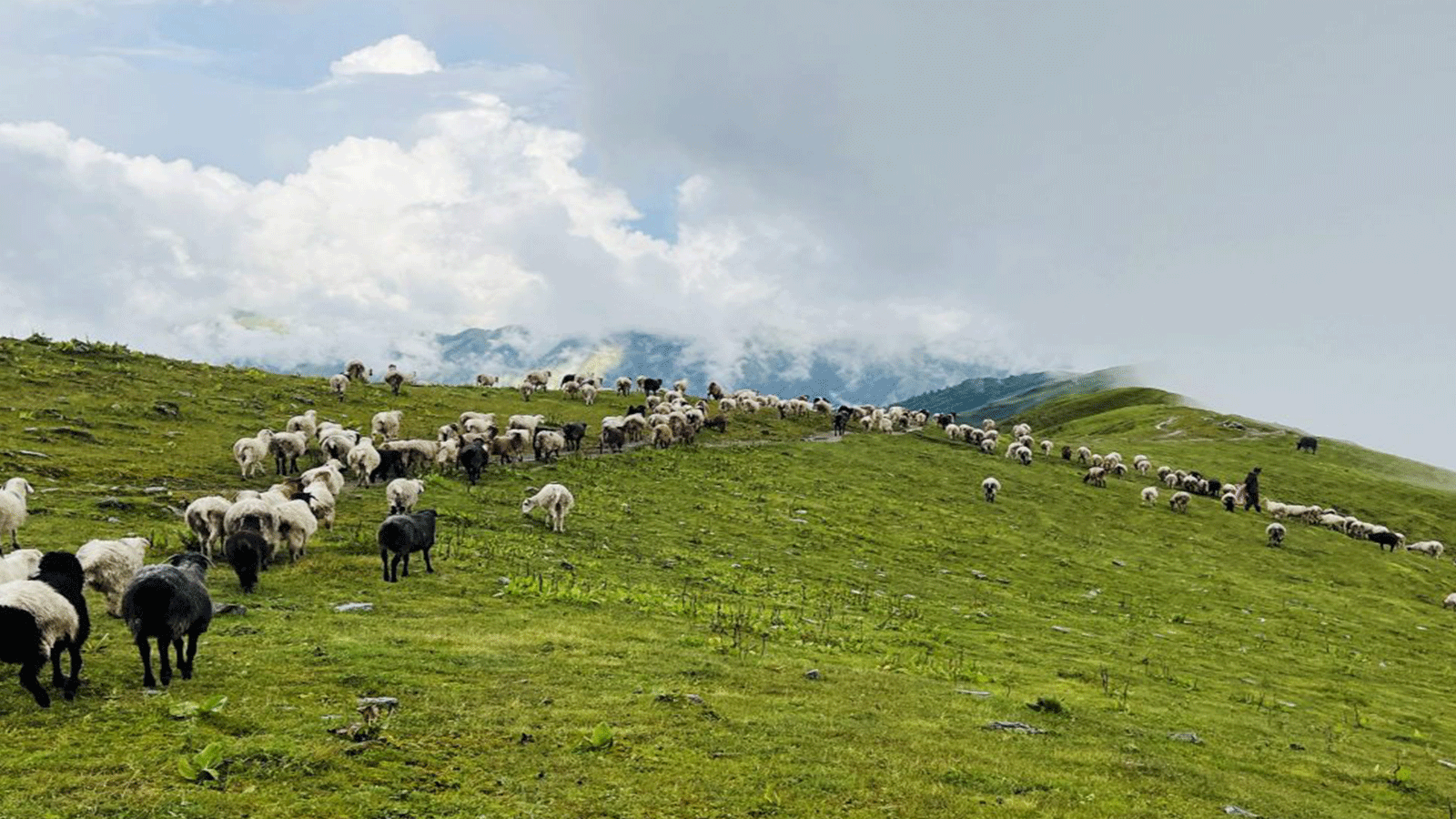 हावाहुरीसहित वर्षा–पहिरो र चट्याङका कारण १६ वटा भेडाबाख्रा मरे, ३८ बेपत्ता