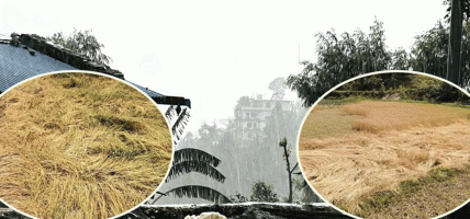 रुकुमपूर्वमा हावाहुरीसहित भारी असिनापानी, पाकेको गहुँबाली सोत्तर