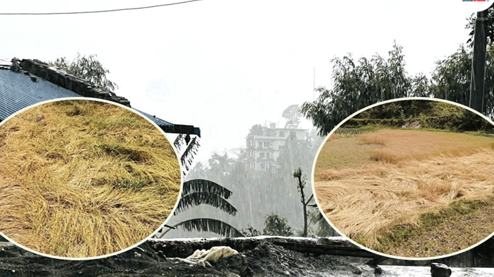 रुकुमपूर्वमा हावाहुरीसहित भारी असिनापानी, पाकेको गहुँबाली सोत्तर