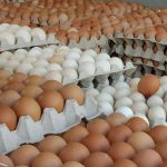 अण्डाको मूल्यमा वृद्धि