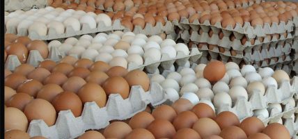 अण्डाको मूल्यमा वृद्धि