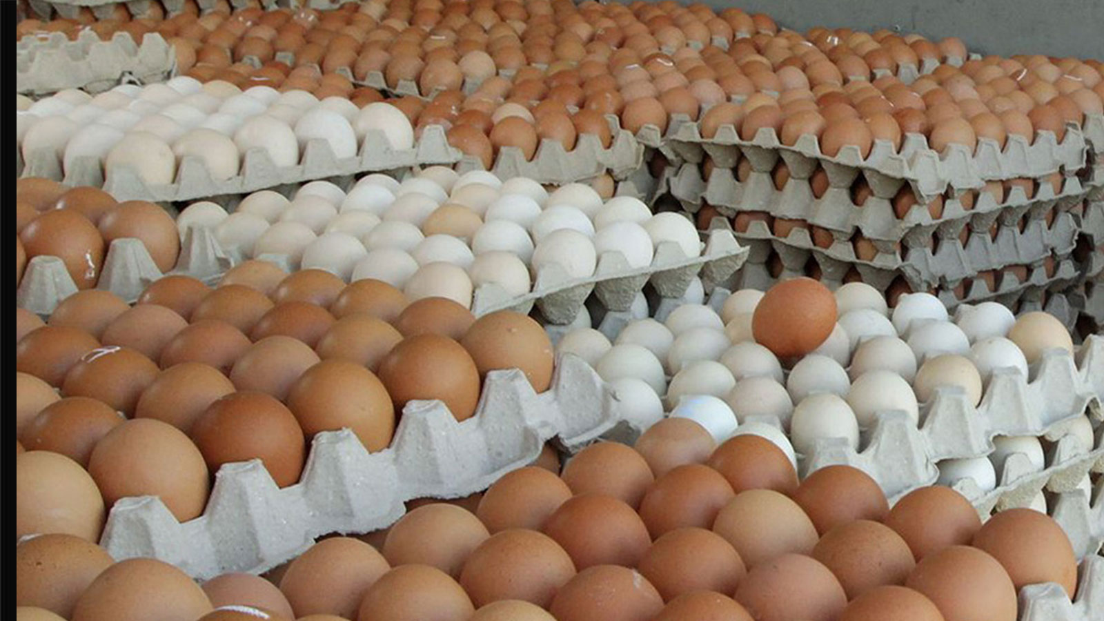 अण्डाको मूल्यमा वृद्धि