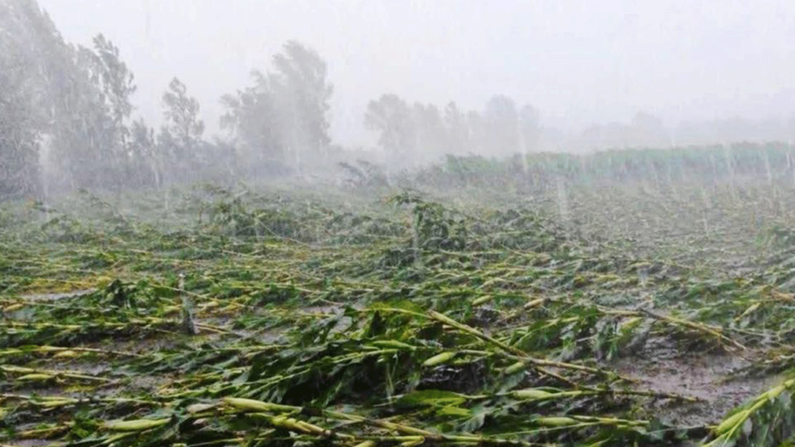 बागलुङ, गुल्मी र प्युठानमा हावाहुरीले पुर्‍यायो क्षति, सांसदले गराए सरकारको ध्यानाकर्षण