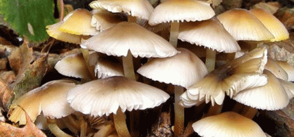 झापामा जङ्गली च्याउ खाएर एकै परिवारका ११ जना बिरामी