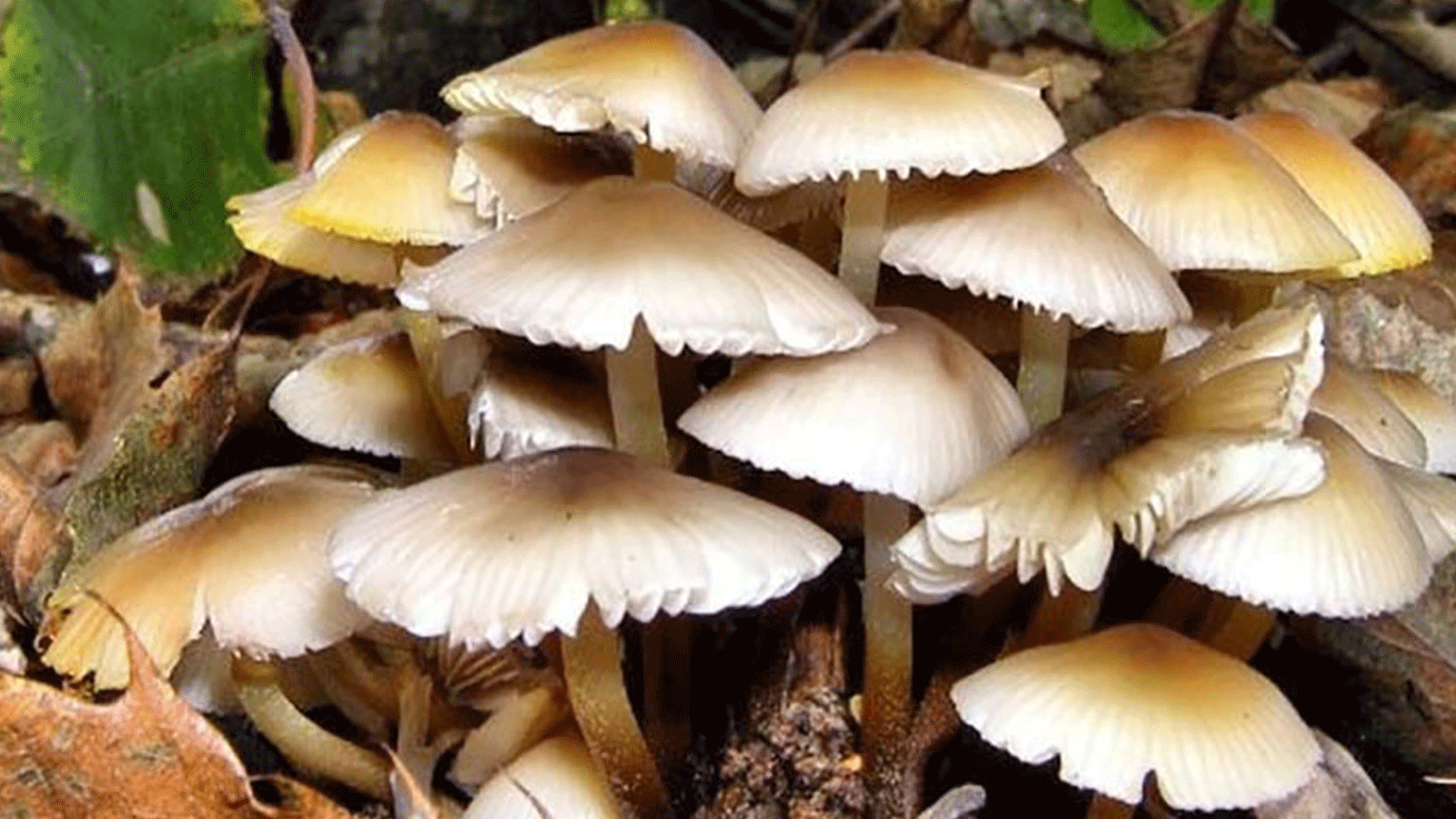 झापामा जङ्गली च्याउ खाएर एकै परिवारका ११ जना बिरामी