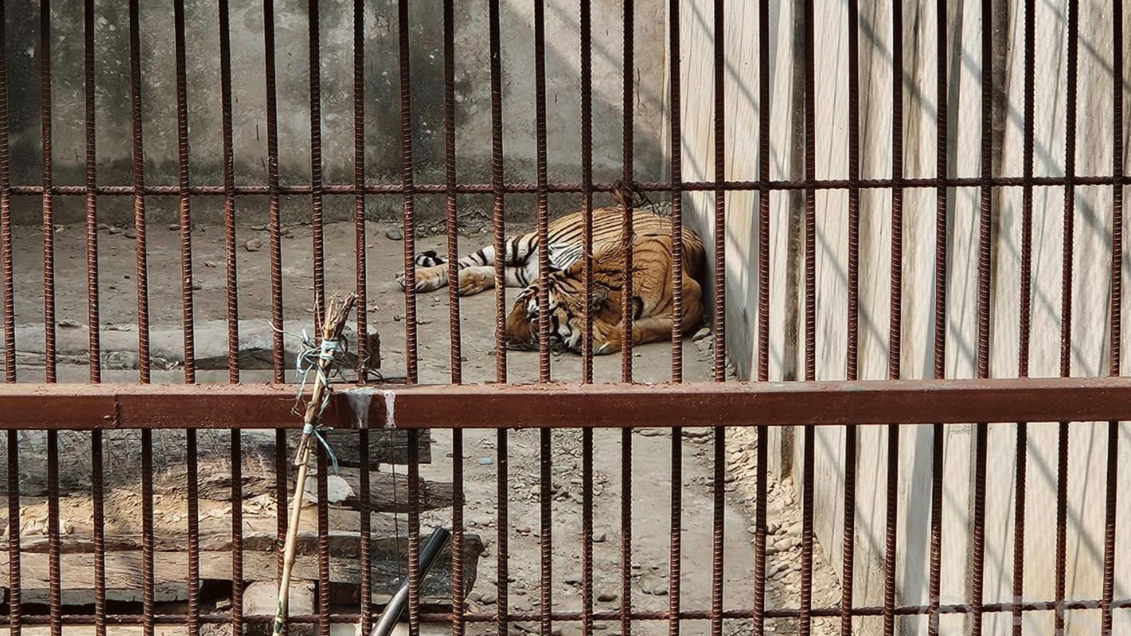 मुलुकभर समस्याग्रस्त बाघको सङ्ख्या १६ पुग्यो, प्रतिबाघका लागि वार्षिक ३५ लाख खर्च मुलुकभर समस्याग्रस्त बाघको सङ्ख्या १६ पुग्यो, प्रतिबाघका लागि वार्षिक ३५ लाख खर्च