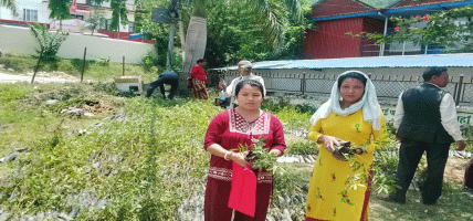 अर्घाखाँचीमा टिमुर खेती अभियान, ६० हजार बिरुवा नि:शुल्क वितरण सुरु