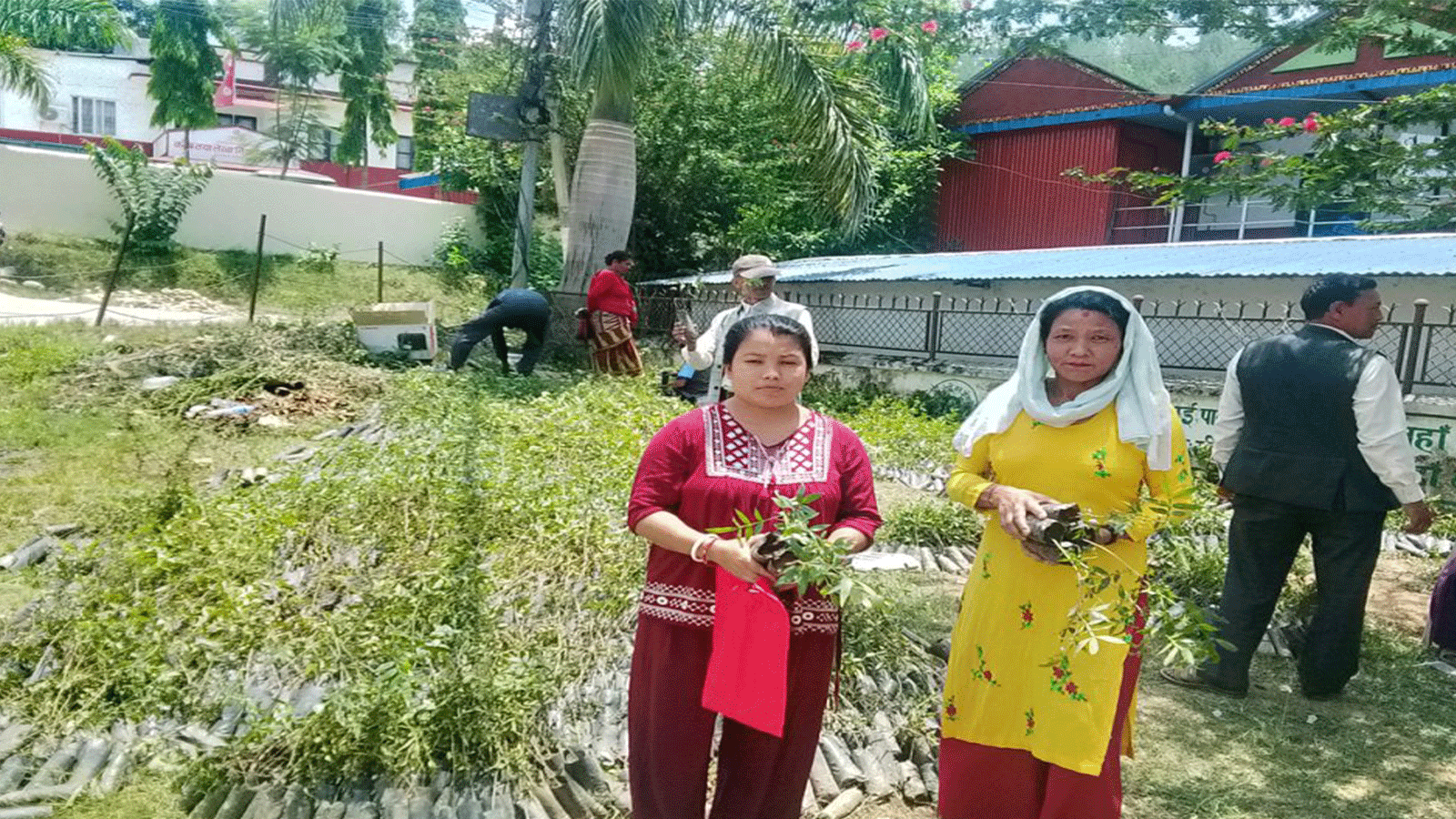 अर्घाखाँचीमा टिमुर खेती अभियान, ६० हजार बिरुवा नि:शुल्क वितरण सुरु