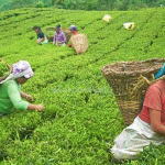 चिया निर्यातमा भारतीय अवरोध: इलामका ५३ उद्योग बन्द हुँदै, ३ हजार किसान संकटमा