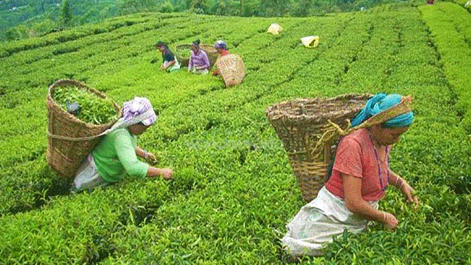 चिया निर्यातमा भारतीय अवरोध: इलामका ५३ उद्योग बन्द हुँदै, ३ हजार किसान संकटमा