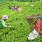 झापाका चिया उद्योग र बगान पनि भोलिदेखि अनिश्चितकाललाई बन्द