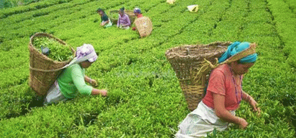 झापाका चिया उद्योग र बगान पनि भोलिदेखि अनिश्चितकाललाई बन्द
