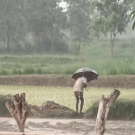 मधेश प्रदेशमा रोपाइँको चटारो, पर्याप्त वर्षापछि किसान उत्साहित