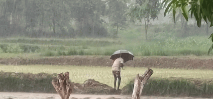 मधेश प्रदेशमा रोपाइँको चटारो, पर्याप्त वर्षापछि किसान उत्साहित