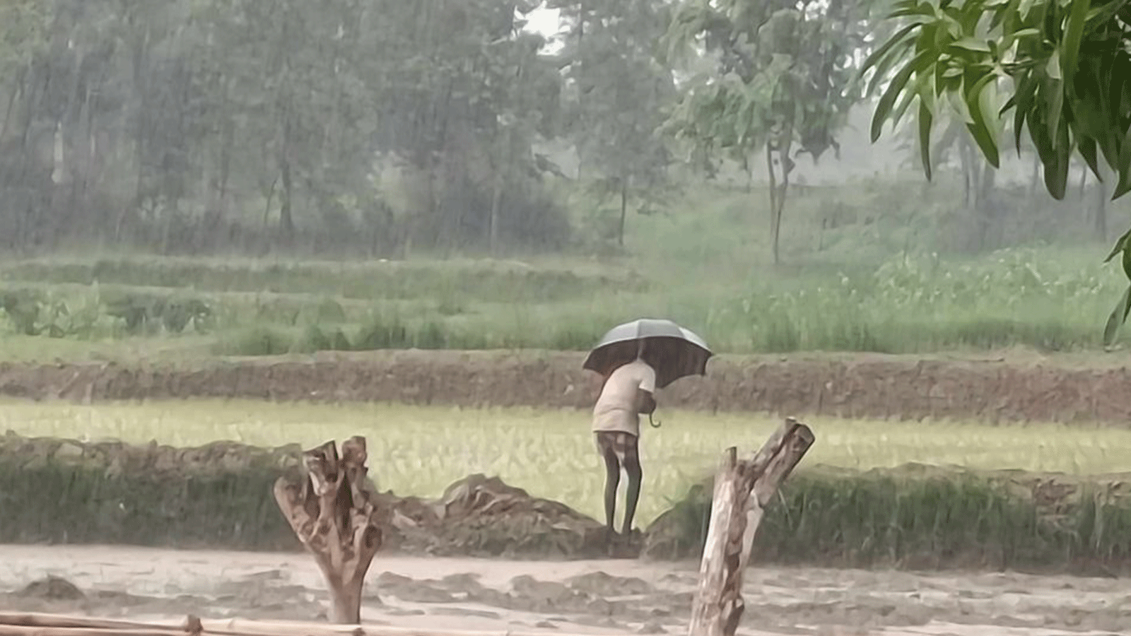 मधेश प्रदेशमा रोपाइँको चटारो, पर्याप्त वर्षापछि किसान उत्साहित