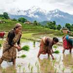 आज असार १५, राष्ट्रिय धान दिवस मनाइँदै