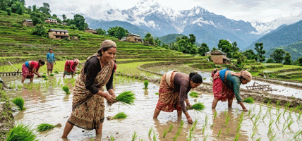 आज असार १५, राष्ट्रिय धान दिवस मनाइँदै