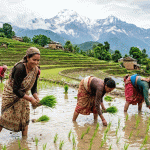 किसानलाई भारी वर्षाबाट सतर्क रहन परिषदको सुझाव