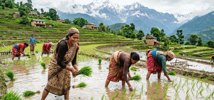 किसानलाई भारी वर्षाबाट सतर्क रहन परिषदको सुझाव
