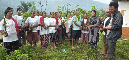 बाँदरलाई रोक्न लालीगुराँस नगरपालिकाले सुरु गर्‍यो जंगलमा फलफूल लगाउने अभियान