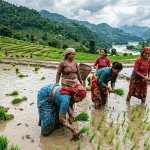 देशभर ४५.८१ प्रतिशत धान रोपाइँ, गण्डकीमा सबैभन्दा बढी