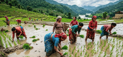 देशभर ४५.८१ प्रतिशत धान रोपाइँ, गण्डकीमा सबैभन्दा बढी