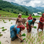 देशभर ९६ प्रतिशत धान रोपाइँ, सुदूरपश्चिममा शतप्रतिशत