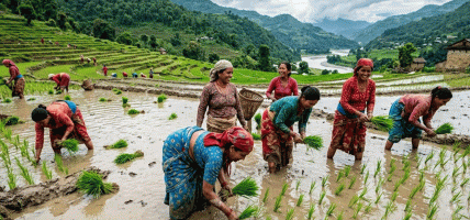 देशभर ९६ प्रतिशत धान रोपाइँ, सुदूरपश्चिममा शतप्रतिशत