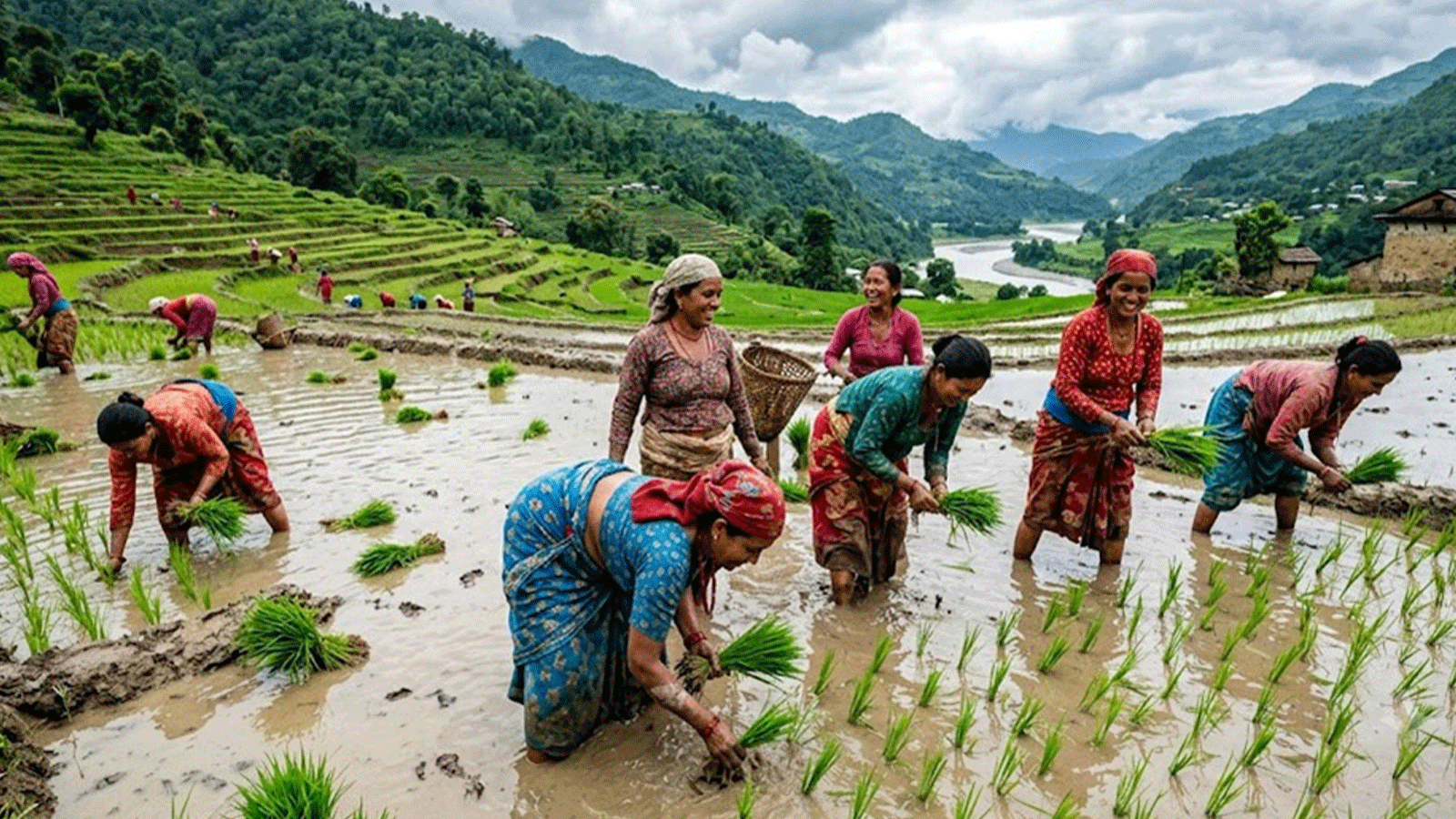 देशभर ९६ प्रतिशत धान रोपाइँ, सुदूरपश्चिममा शतप्रतिशत