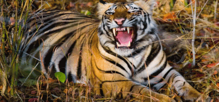 चितवनमा ६० वर्षीय पुरुषलाई आक्रमण गरी घाइते बनाएको बाघ नियन्त्रणमा