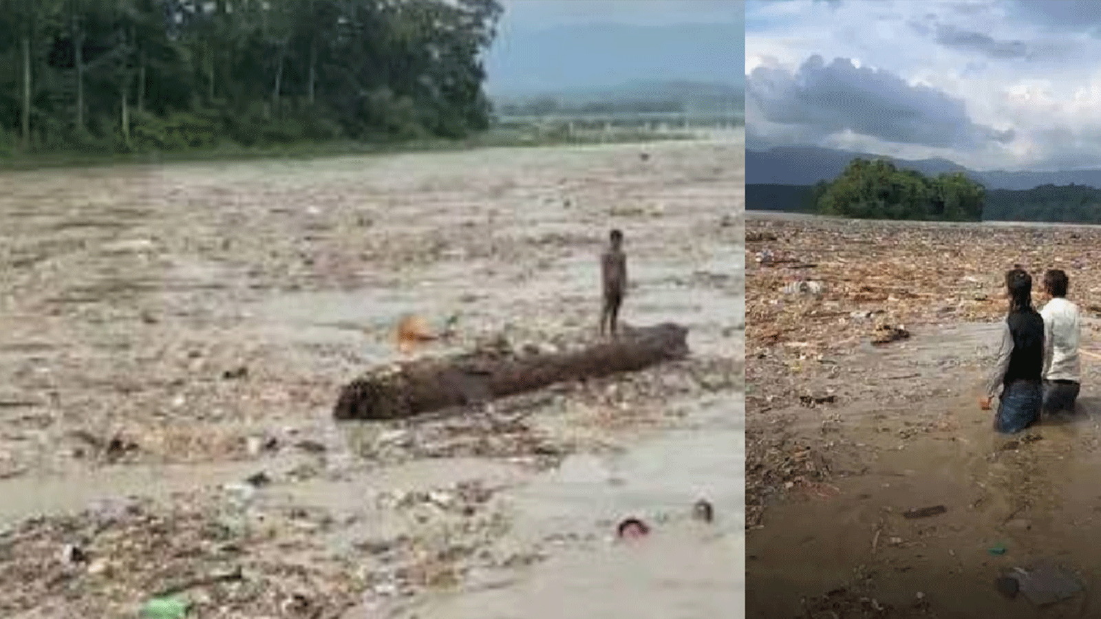 भोटेकोशी–त्रिशूलीले बगाएर ल्याएका काठ उठाउन रोक, वन कार्यालयले थाल्यो निगरानी